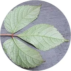 Parthenocissus semicordata