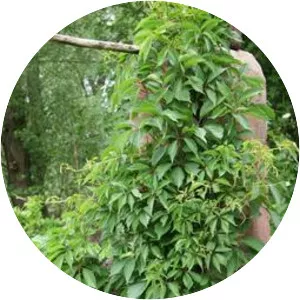 Parthenocissus vitacea