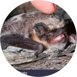 Parti-coloured bat - Animal