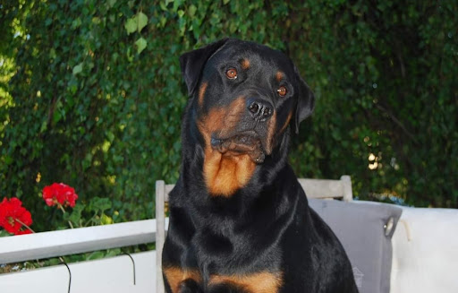 Partille Hunddagis - Dog day care center in Partille, Sweden