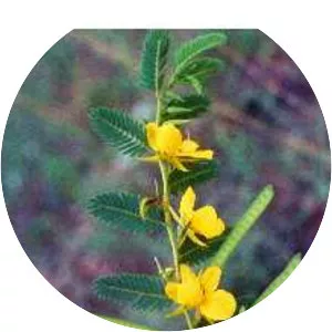 Partridge pea