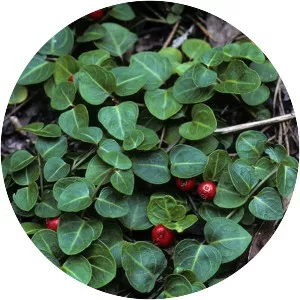 Partridgeberry - Plants