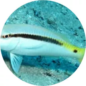 Parupeneus forsskali