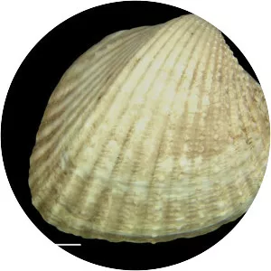 Parvicardium exiguum - 