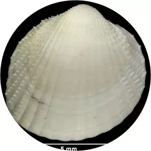 Parvicardium pinnulatum - 