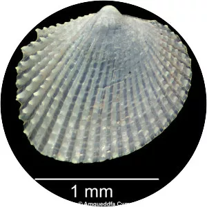 Parvicardium scabrum - 