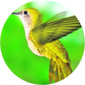 Pasărea Colibri