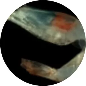 Pasiphaea multidentata - 