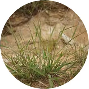 Paspalidium distans - 