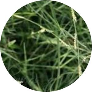 Paspalidium flavidum - 