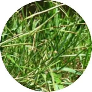 Paspalum scrobiculatum - Plants
