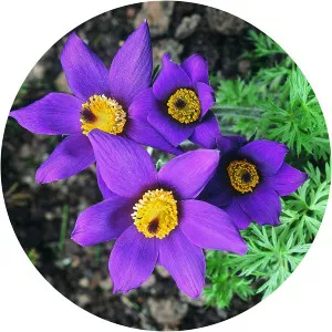 Pasqueflower