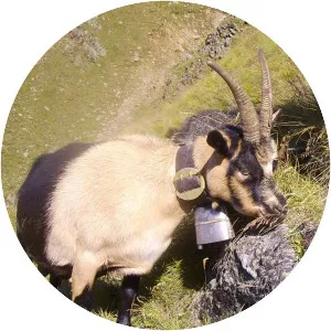 Passeirer Gebirgsziege - Domestic goat breed