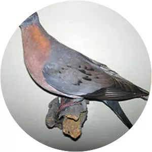Passenger pigeon