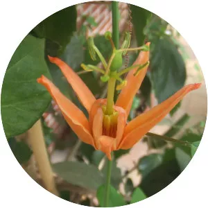 Passiflora aurantia