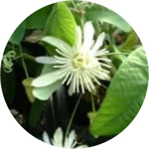 Passiflora capsularis - 