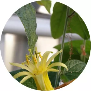 Passiflora citrina - 