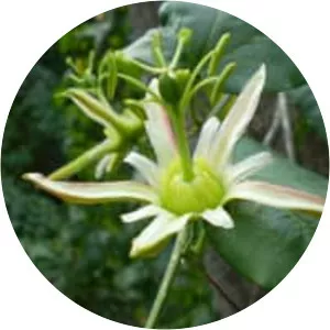 Passiflora herbertiana - 