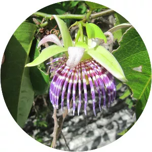 Passiflora laurifolia