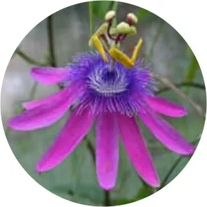 Passiflora loefgrenii
