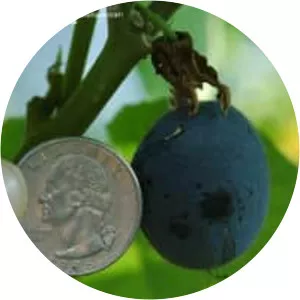 Passiflora morifolia - 