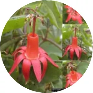 Passiflora murucuja - 