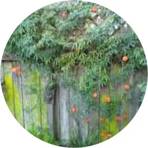 Passiflora parritae - 