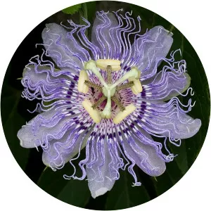 Passiflora