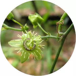Passiflora suberosa