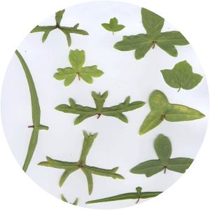 Passiflora tenuiloba - 