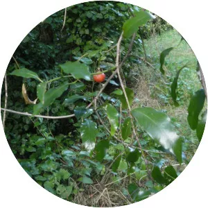 Passiflora tetrandra - 