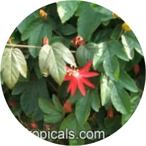 Passiflora vitifolia