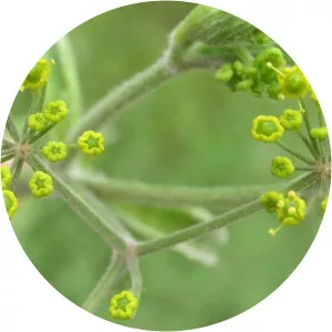 Pastinaca sativa subsp. urens - 