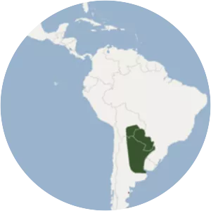 Patagonian bonneted bat