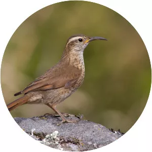 Patagonian forest earthcreeper