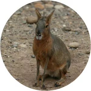 Patagonian mara