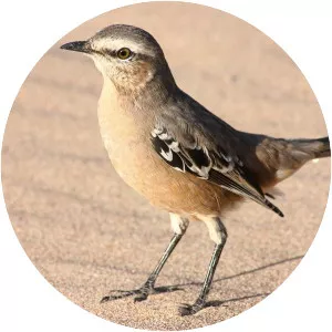 Patagonian mockingbird