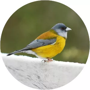 Patagonian sierra finch