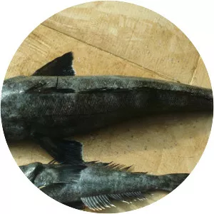 Patagonian toothfish