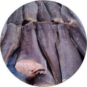 Patagonotothen ramsayi - 