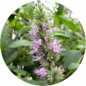 Patchouli photograph