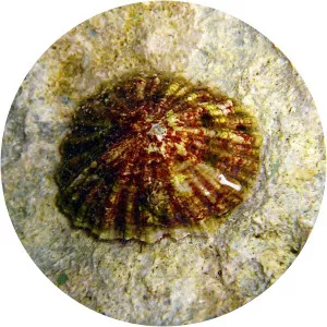 Patella ferruginea - 