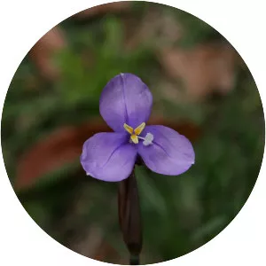 Patersonia fragilis