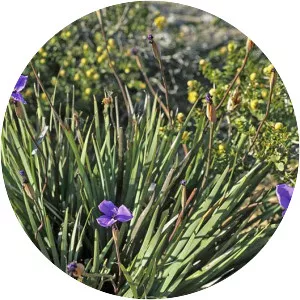 Patersonia glabrata - 