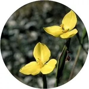 Patersonia