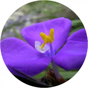 Patersonia sericea