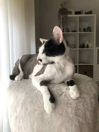 Pati Berber - Pet groomer in Canakkale