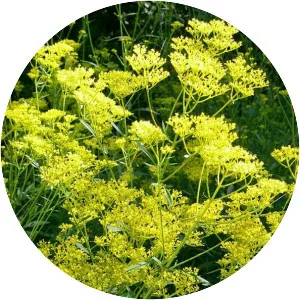 Patrinia scabiosifolia - Plants