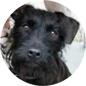 Patterdale Terrier