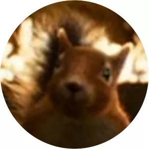 Pattertwig the Squirrel